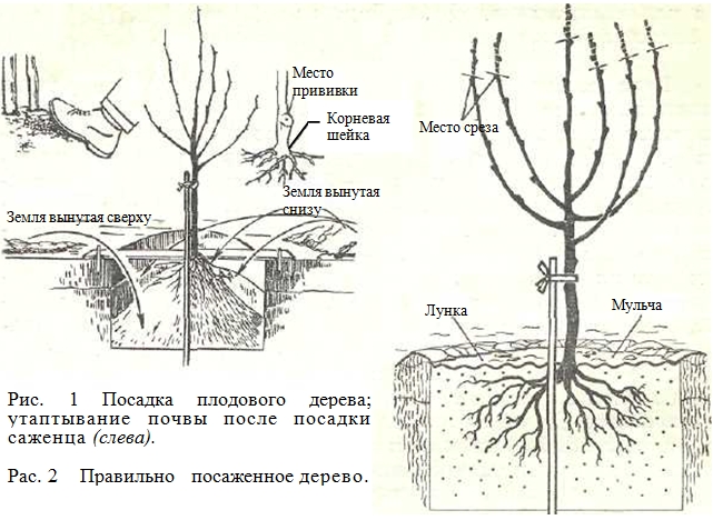 Размножение плодовых кустов